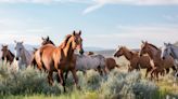 Cinematic Video of Horses Running Together Shows the True Beauty of the American West