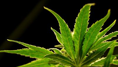 US drug control agency will move to reclassify marijuana in a historic shift, AP sources say