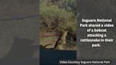 Bobcat attacks a rattlesnake in Saguaro National Park