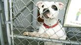 As more animal shelters in the Midstate get packed, the number of adopters decrease