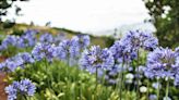 How to Plant, Grow and Care for Agapanthus