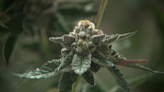 Colorado dispensary and doctor discuss concerns surrounding move to reclassify marijuana