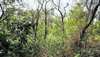 In 5 years, Chandigarh diverted 1,000 sq m of forest land