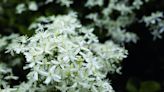 Como plantar jasmim, flor cujo perfume dá lucro