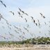 Kadalundi Bird Sanctuary