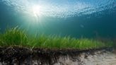 科學家發現最古老的海洋植物，年齡超過1400年