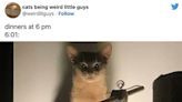 21 Hysterically Brutal Cat Tweets That Have Me Laughing So Hard I Need To Sit Down