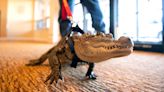 Wally goes viral. The missing emotional support alligator has made international news.