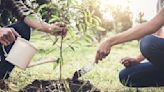 BCM Arya Samaj schools pledge to combat climate change by planting trees