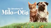 Fact Check: Animals Allegedly Were Abused in Filming of 'The Adventures of Milo and Otis.' Here's What We Learned