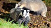 Government vows to end badger cull in next five years