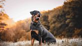 200 Rottweiler Names for Your Big Boy or Girl