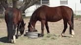 GVHR suggests BLM change horse adoption policy