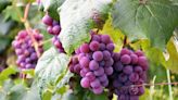 Did the Extinction of the Dinosaurs Pave the Way for Grapes?