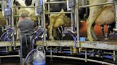 Study shows persistence of H5N1 in unpasteurized milk and on milking unit surfaces