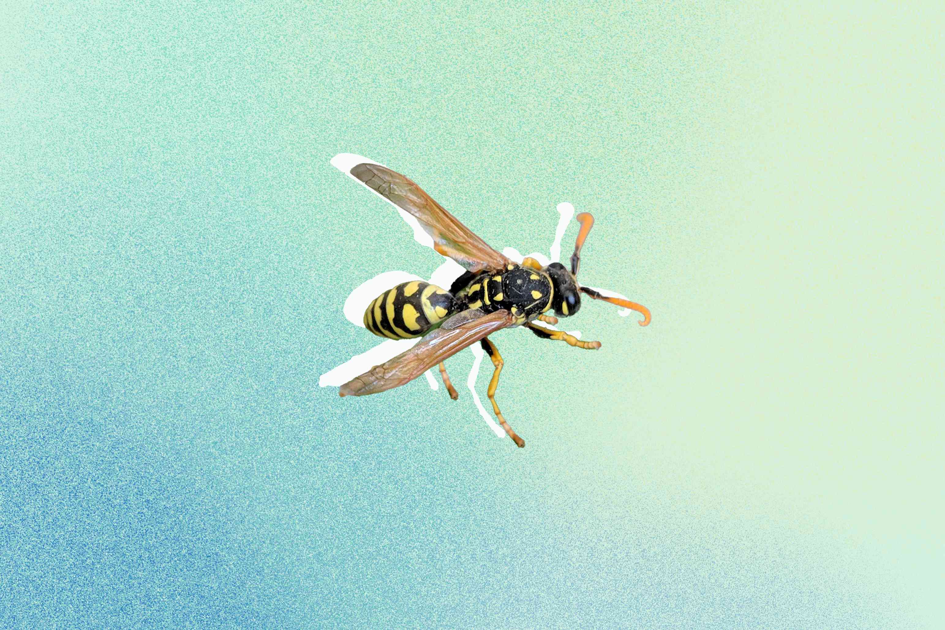 4 Easy Ways to Get Rid of Ground Wasps