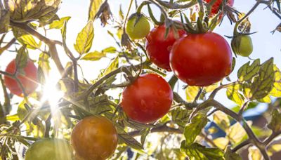 How Much Sun Do Tomatoes Really Need?