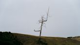 Ghost tree at Bandon Dunes’ Old Macdonald course stabilized with cables after recent storm