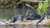 Otters represent a successful conservation story