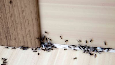 Does Diatomaceous Earth Kill Ants? What a Pest Expert Recommends