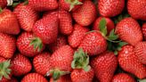 Kohr Explores: Strawberry season arrives in region