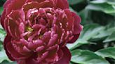 Peonies part of Memorial Day tradition