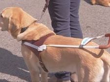 Restaurant turns away man with guide dog