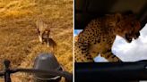 Un guepardo está a punto de colarse dentro de un 4x4 de safari y lo que hace conmociona