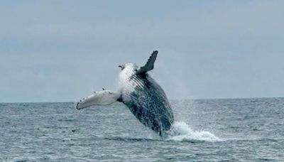 'Amazing to see them back' - Incredible footage shows humpback whale in Kerry