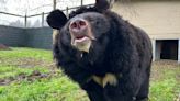 Bear rescued from war-torn Ukraine dies in Scottish zoo