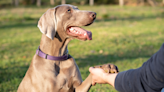 Weimaraner Who Sits Just Like a Human Is Cracking People Up