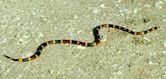 Coral snake