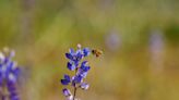 Bee etiquette: How to behave around our pollinating friends and avoid bee attacks