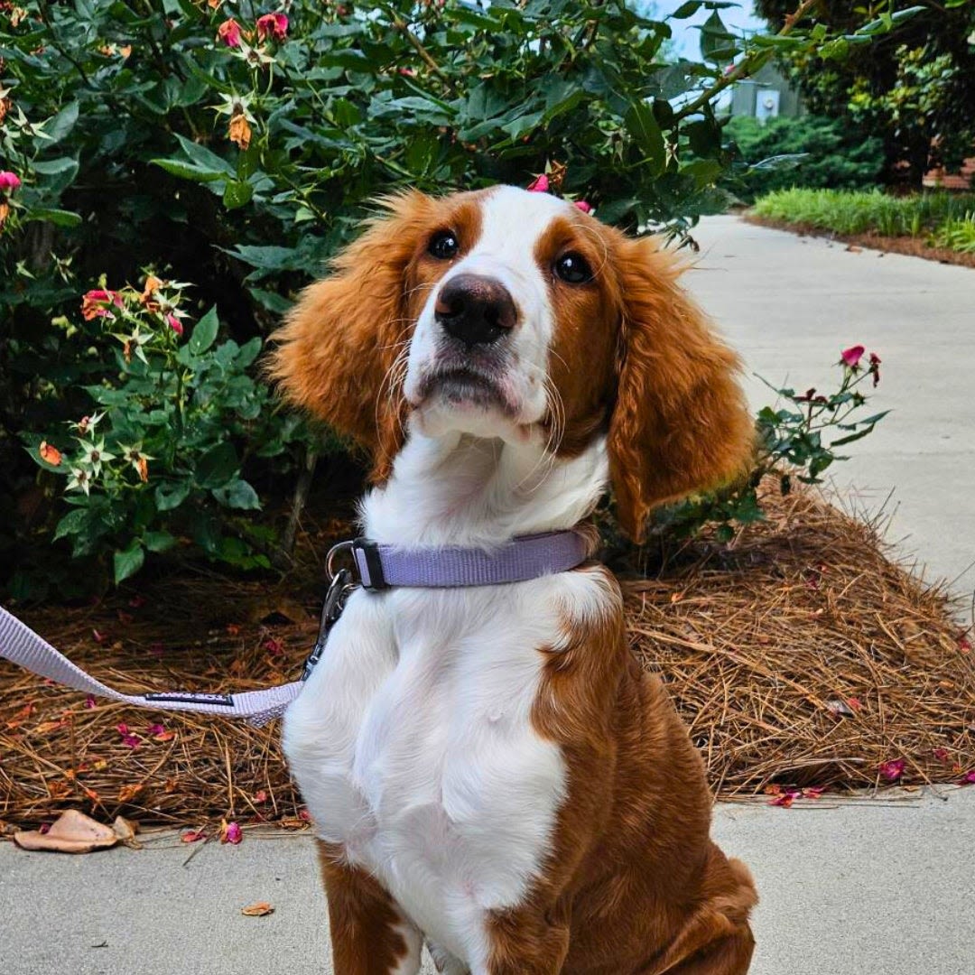 Therapy dog is making a difference at police department - Salisbury Post