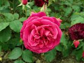 Rosa 'Munstead Wood'