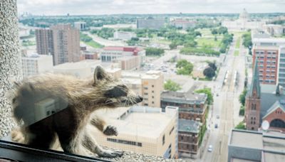 Where were you 6 years ago when the MPR raccoon scaled a St. Paul skyscraper?