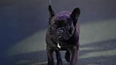 French Bulldog Stolen at Gunpoint in Montebello | KFI AM 640 | The John Kobylt Show