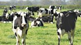 美乳牛感染禽流感疫情肆虐，已有五州現死亡案例