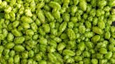 Will genetic breeding be hoppy ending beer brands are looking for?