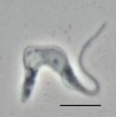 Trypanosoma brucei