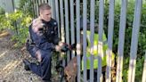 Police save deer stuck in railings