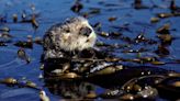 Sea otters can help conserve vital kelp forests