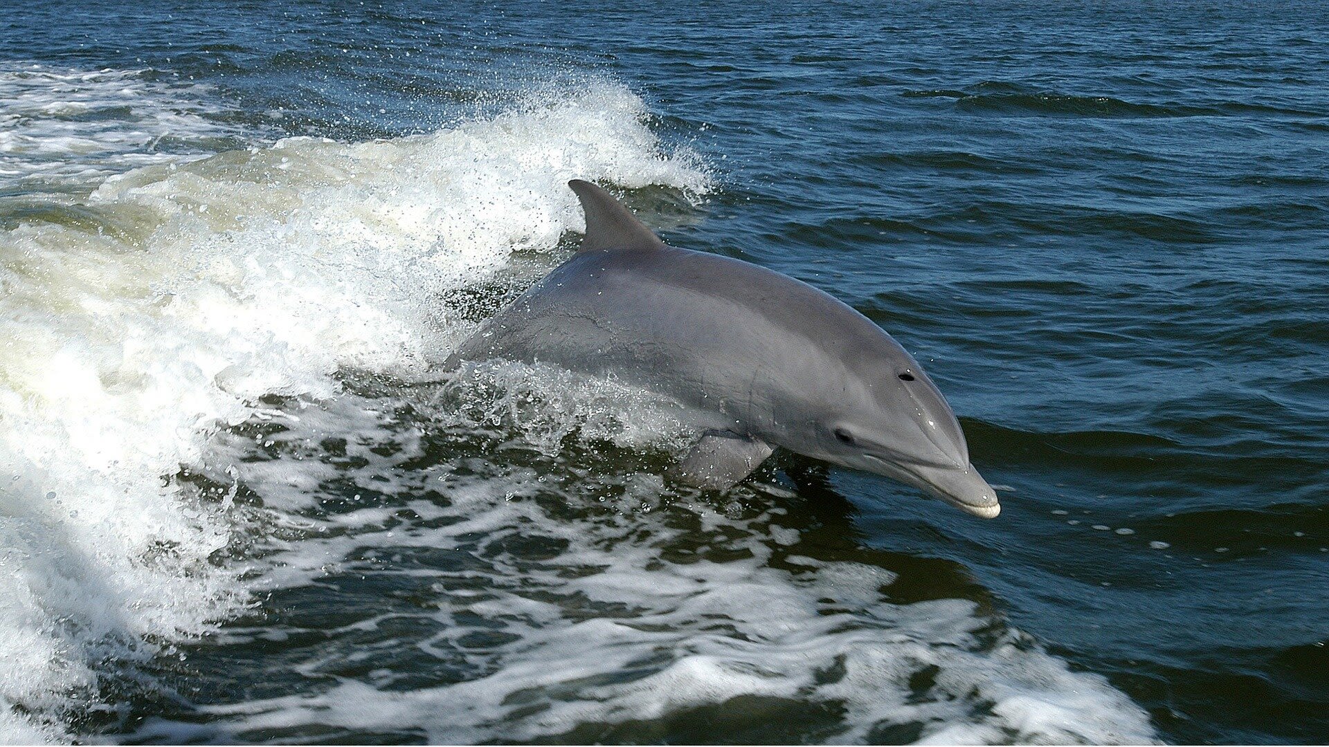 Florida dolphin found with highly pathogenic avian flu: Report