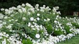 Moon gardens: Designed to shine when bathed in moonlight