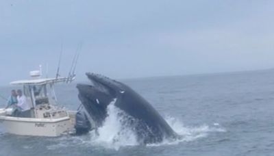 Video: Whale surfaces and capsizes boat off New Hampshire coast