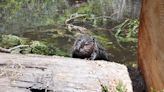 Beavers, back on tribal land after 100 years, could aid California's fragile ecosystem