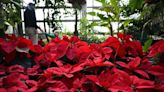 Poinsettia, The Popular Holiday Plant Named After A Slaveholder, May Be Undergoing A Name Change