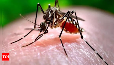 Seven Zika cases in Pune expose India's testing blind spot, say experts | Pune News - Times of India