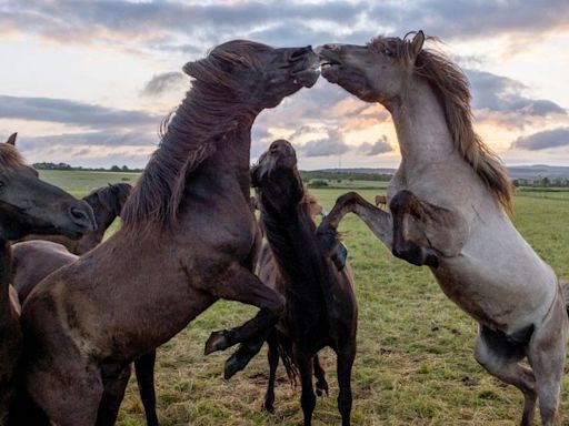 Hungarian scientists capture majestic wild horses in their natural habitats thanks to drones