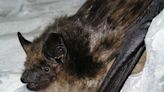 Bats with penises that measure over 20% of their body length don't make babies like any other mammals, according to a new study
